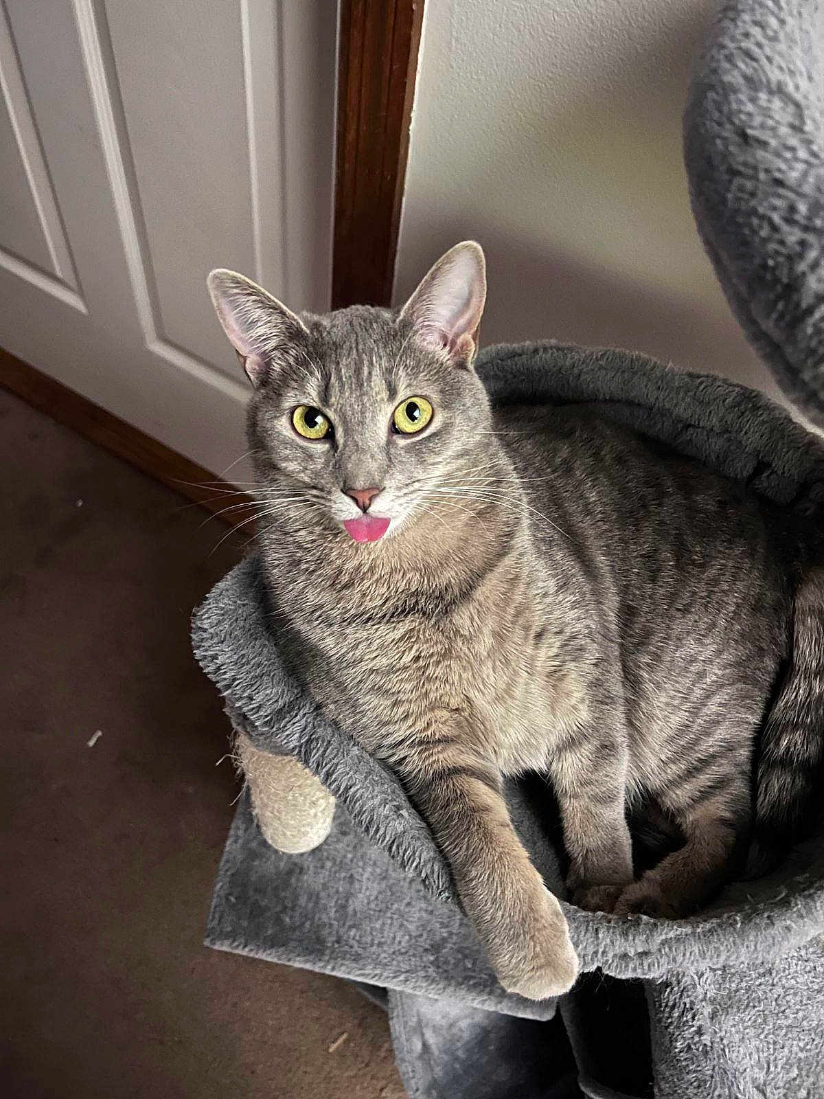 Twinkle is registered to the contest to win money with this photo: cat, gray_tabby, tongue_out, yellow_eyes, pet, feline, cat_tree, plush, cozy, whiskers, paws, ears, looking_at_camera, indoor, home_interior, carpet, portrait, closeup, fur, relaxed