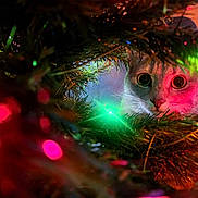 Twinkle is registered to the contest to win money with this photo: cat, christmas_tree, tree_branches, lights, colorful_lights, bokeh, pet, feline, closeup, portrait, wide_eyes, whiskers, indoor, festive, holiday, curious, fur, green_light, red_light, ornaments