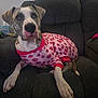 animal_portrait, brown_and_white, canine, clothing, cozy, cute, dog, domestic_animal, ears, front_paws, furniture, indoor, living_room, looking_at_camera, pajamas, pet, recliner, relaxed, seated, strawberry_pattern