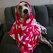 Dexter is registered to the contest to win money with this photo: dog, blanket, red, white_hearts, couch, gray, pet, cozy, wrapped, indoor, fur, face, ears, nose, eyes, looking_up, home, comfort, relaxed, cute