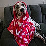 dog, blanket, red, white_hearts, couch, gray, pet, cozy, wrapped, indoor, fur, face, ears, nose, eyes, looking_up, home, comfort, relaxed, cute