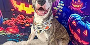 Dexter is registered to the contest to win money with this photo: dog, canine, pet, brindle, happy, smiling, bandana, costume, halloween, jack_o_lantern, pumpkin, spooky, decor, fluffy_rug, indoor, portrait, festive, colorful, background, celebration
