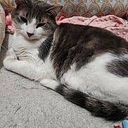 Milo joined the competition — help win amazing prizes! cat, pet, feline, resting, lying_down, bed, blanket, cushion, rainbow_pattern, pink_blanket, white_fur, gray_fur, tail, whiskers, indoor, cozy, toy, plush_toy, closeup, portrait