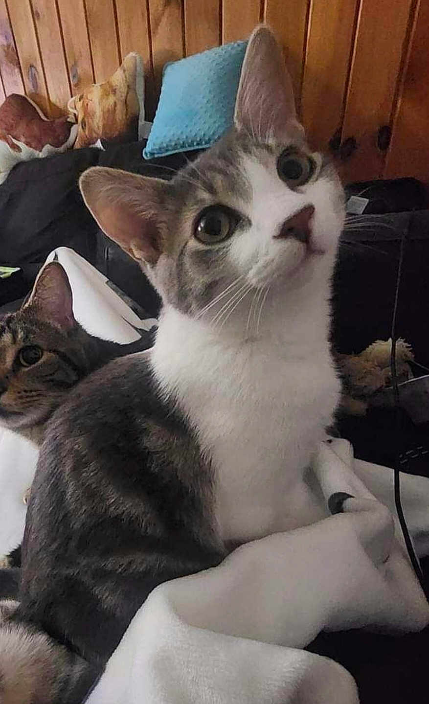 Milo joined the competition — help win amazing prizes! cat, kitten, feline, pet, indoor, bed, blanket, pillow, wood_paneling, large_eyes, whiskers, ears, portrait, close_up, curious, tabby, gray_and_white, two_cats, cozy, resting