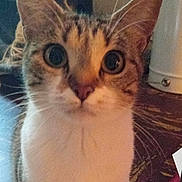 Crapouillette a rejoint le concours — aidez-le/la à gagner de superbes lots ! cat, close_up, pet, animal, whiskers, curious, indoor, fur, eyes, face, tabby, domestic_cat, mammal, portrait, looking, feline, cute, nose, ears, background