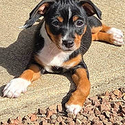 Balie a rejoint le concours — aidez-le/la à gagner de superbes lots ! puppy, dog, black_and_tan, white markings, floppy ears, brown eyes, outdoor, sunlight, pavement, gravel, lying_down, front_paws, short_hair, young_animal, pet, portrait, shadow, close_up, cute, animal