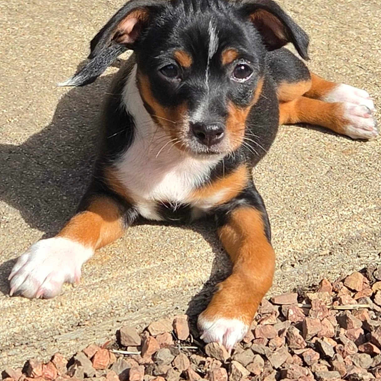 Balie a rejoint le concours — aidez-le/la à gagner de superbes lots ! puppy, dog, black_and_tan, white markings, floppy ears, brown eyes, outdoor, sunlight, pavement, gravel, lying_down, front_paws, short_hair, young_animal, pet, portrait, shadow, close_up, cute, animal