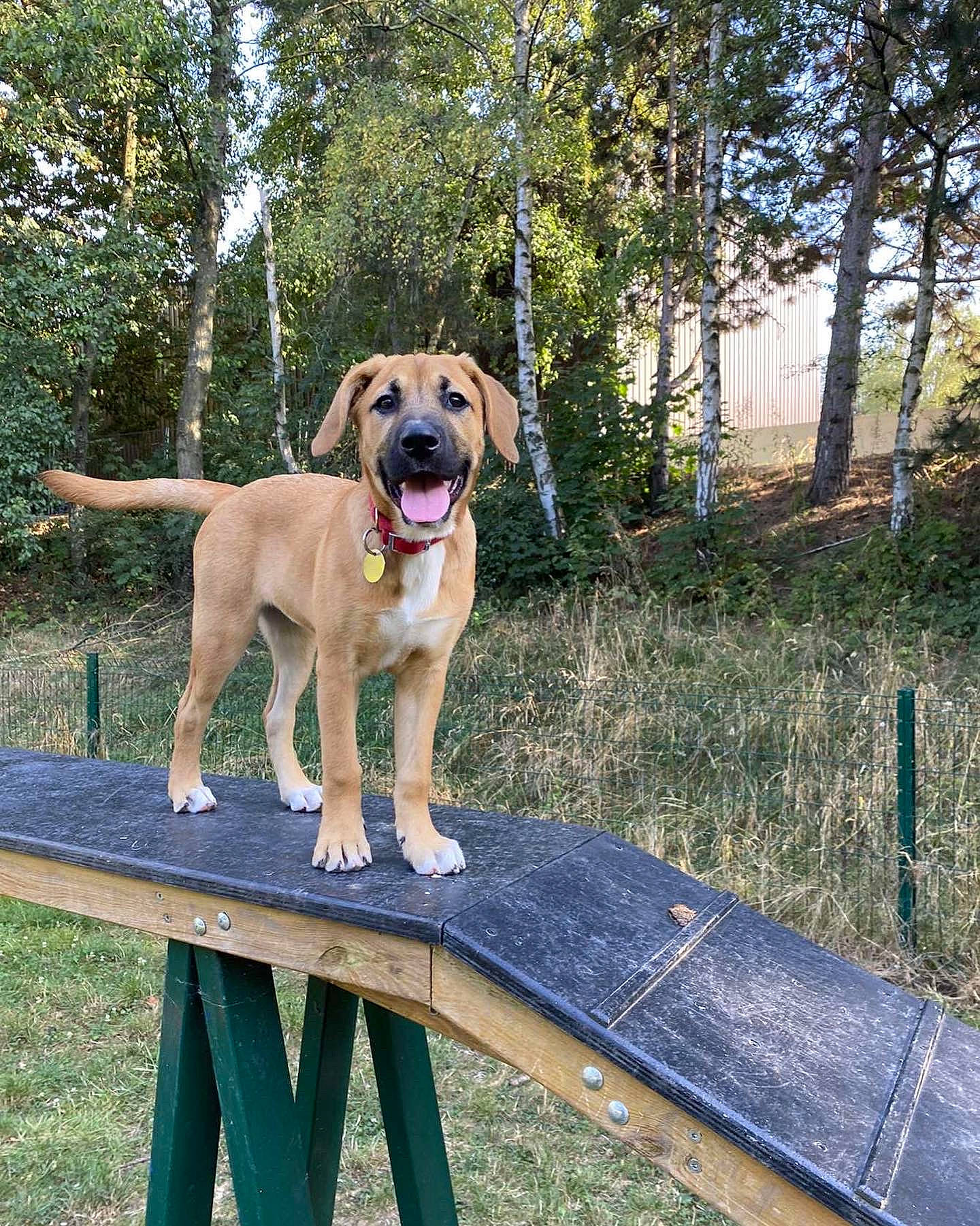 Malya a rejoint le concours — aidez-le/la à gagner de superbes lots ! canidae, carnivore, collar, companion_dog, dog, dog_breed, dog_collar, fawn, fence, garden_hose, grass, home_fencing, pet_supply, plant, snout, sporting_group, tail, tree, wood, working_animal