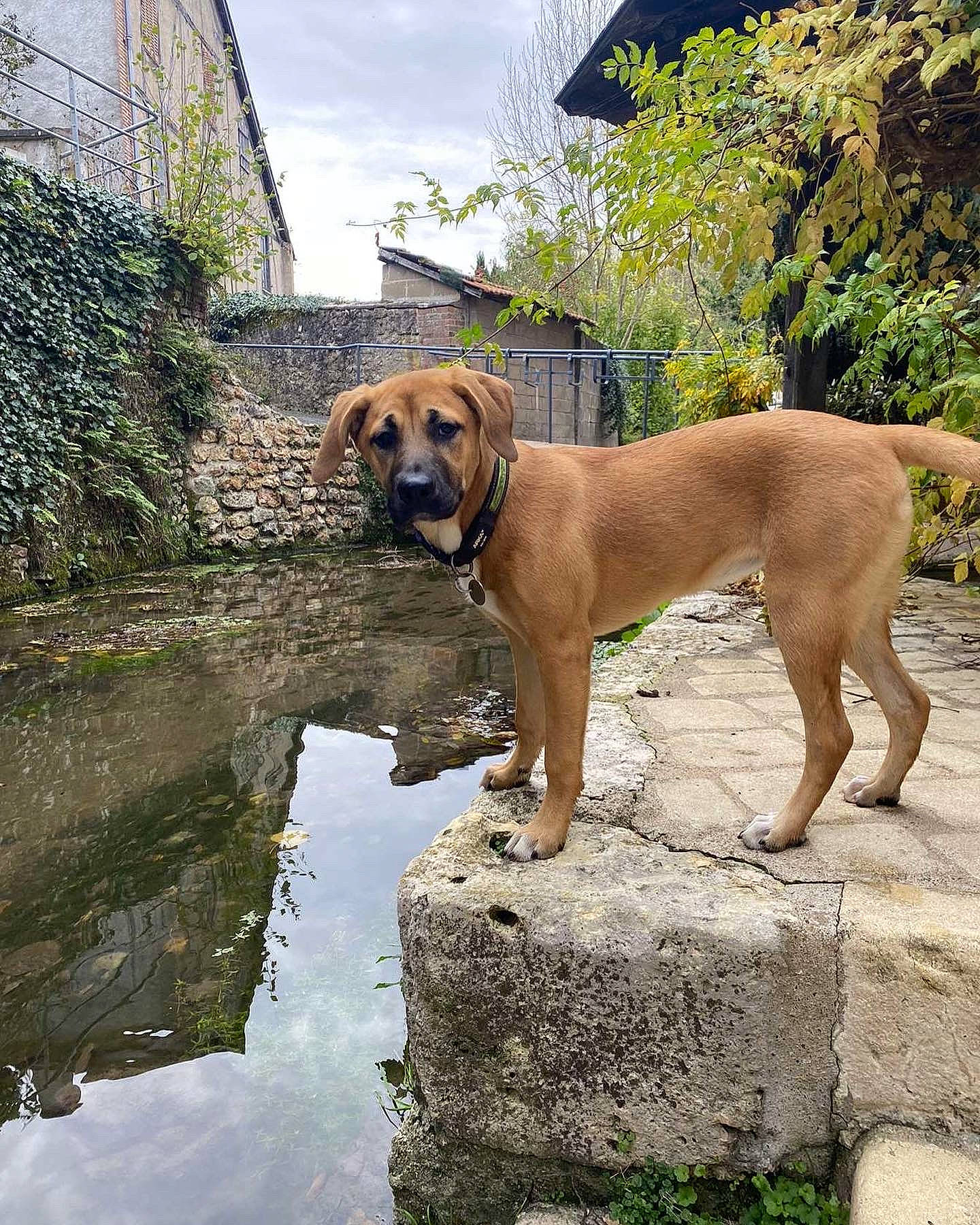 Malya participe au concours pour gagner de l'argent avec cette photo : building, carnivore, cloud, collar, companion_dog, dog, dog_breed, dog_collar, fawn, guard_dog, gun_dog, liver, plant, sky, sporting_group, tree, water, window, working_animal, working_dog