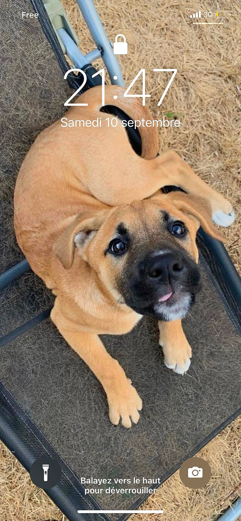 Malya a rejoint le concours — aidez-le/la à gagner de superbes lots ! ancient_dog_breeds, canidae, carnivore, companion_dog, dog, dog_breed, fawn, non_sporting_group, photo_caption, snout, sporting_group, whiskers, working_animal, working_dog