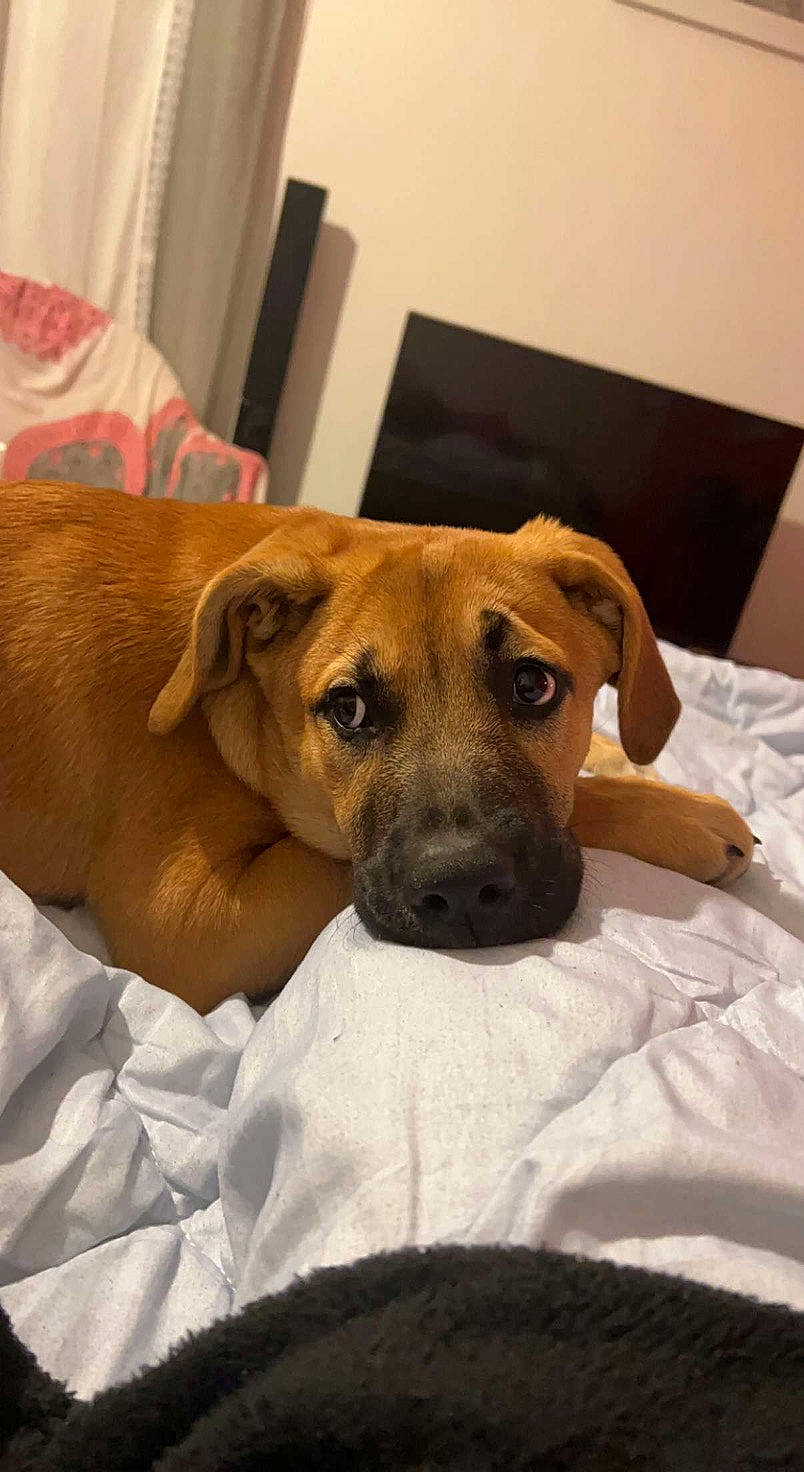 Malya a rejoint le concours — aidez-le/la à gagner de superbes lots ! canidae, carnivore, comfort, companion_dog, dog, dog_breed, dog_supply, ear, fawn, fur, linens, snout, sporting_group, whiskers