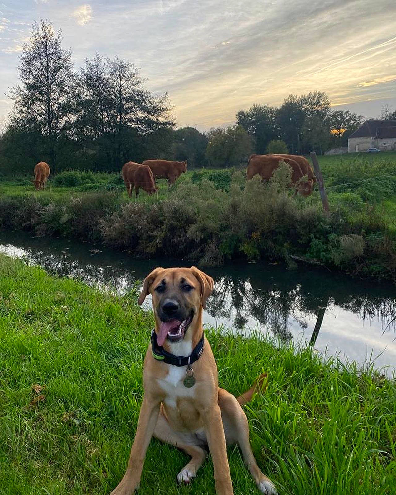 Malya a rejoint le concours — aidez-le/la à gagner de superbes lots ! carnivore, chair, cloud, collar, companion_dog, dog, dog_breed, dog_collar, fawn, grass, grassland, horizon, lake, landscape, natural_landscape, plant, sky, tree, water, working_animal