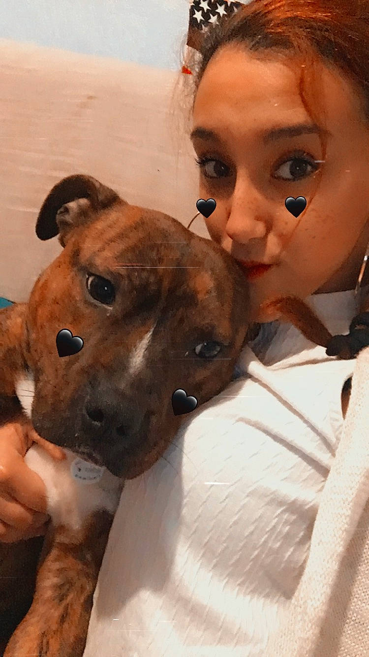 Jocker a rejoint le concours — aidez-le/la à gagner de superbes lots ! carnivore, collar, companion_dog, dog, dog_breed, ear, eye, eyebrow, eyelash, fawn, fur, happy, head, jaw, nose, selfie, snout, sporting_group, whiskers, working_animal