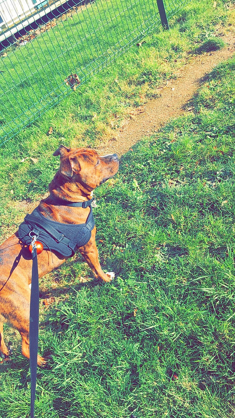 Jocker participe au concours pour gagner de l'argent avec cette photo : carnivore, collar, companion_dog, dog, dog_breed, dog_collar, dog_supply, fawn, fence, grass, groundcover, lawn, leash, pet_supply, plant, snout, sporting_group, tail, tints_and_shades, working_animal