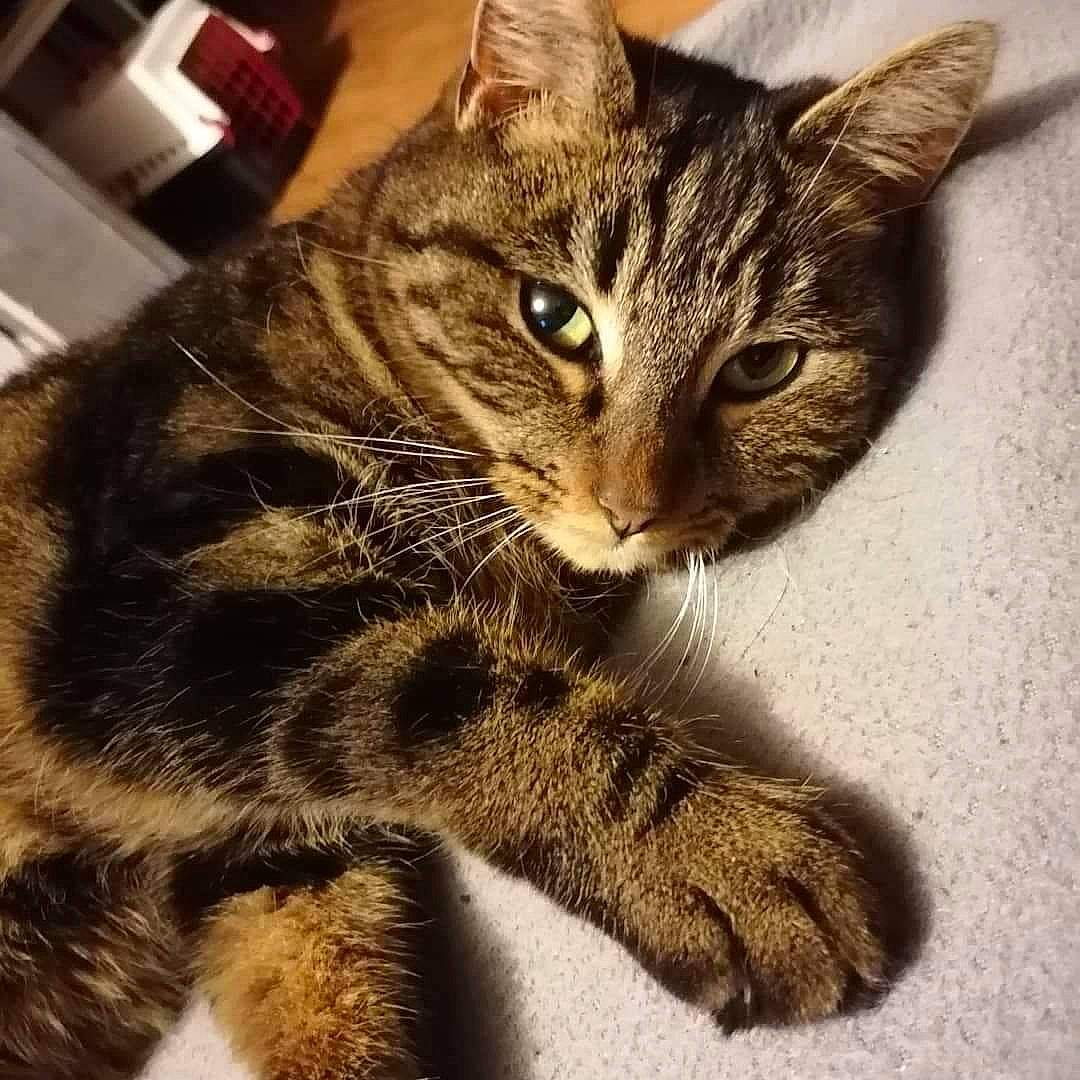 Iris participe au concours pour gagner de l'argent avec cette photo : carnivore, cat, claw, domestic_short_haired_cat, eye, felidae, fur, paw, photo_caption, small_to_medium_sized_cats, snout, square, tail, terrestrial_animal, tire, whiskers, wildlife