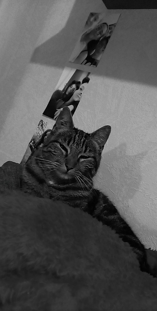 Iris a rejoint le concours — aidez-le/la à gagner de superbes lots ! black_and_white, black_cat, carnivore, cat, domestic_short_haired_cat, felidae, fur, grey, human_leg, monochrome, monochrome_photography, room, small_to_medium_sized_cats, still_life_photography, style, tail, tree, water, whiskers, wood