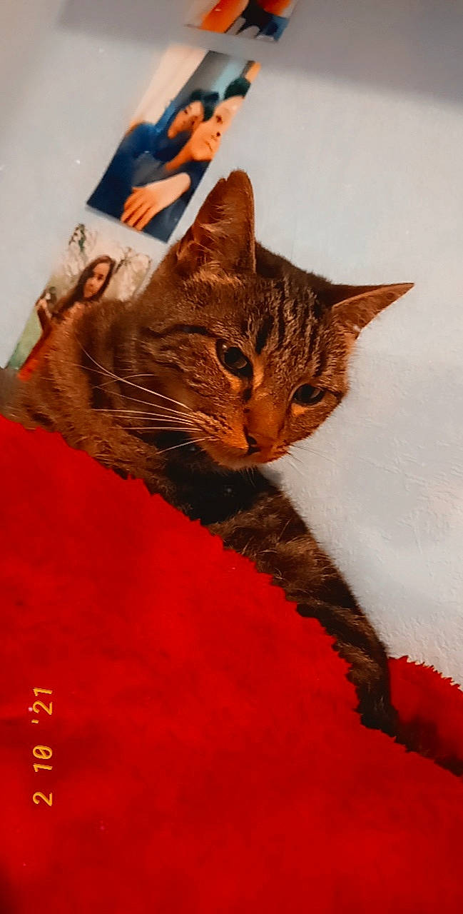 Iris participe au concours pour gagner de l'argent avec cette photo : art, carnivore, cat, claw, domestic_short_haired_cat, fashion_accessory, fawn, felidae, fur, illustration, painting, photo_caption, small_to_medium_sized_cats, snout, tail, terrestrial_animal, tree, whiskers, wildlife, window