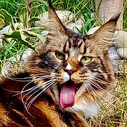 Padawan a rejoint le concours — aidez-le/la à gagner de superbes lots ! animal, cat, close_up, ears, expression, face, feline, fur, grass, green_eyes, nature, outdoor, pet, plants, playful, tabby, tongue, tongue_out, whiskers, wildlife