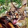 animal, cat, close_up, ears, expression, face, feline, fur, grass, green_eyes, nature, outdoor, pet, plants, playful, tabby, tongue, tongue_out, whiskers, wildlife