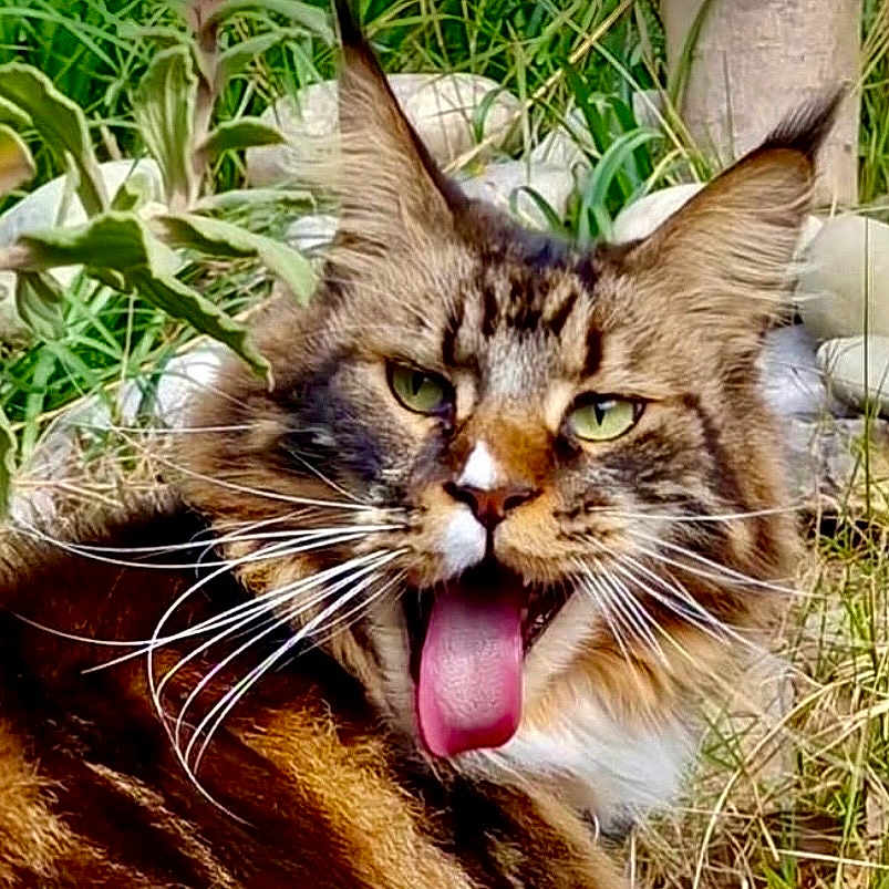 Padawan a rejoint le concours — aidez-le/la à gagner de superbes lots ! animal, cat, close_up, ears, expression, face, feline, fur, grass, green_eyes, nature, outdoor, pet, plants, playful, tabby, tongue, tongue_out, whiskers, wildlife