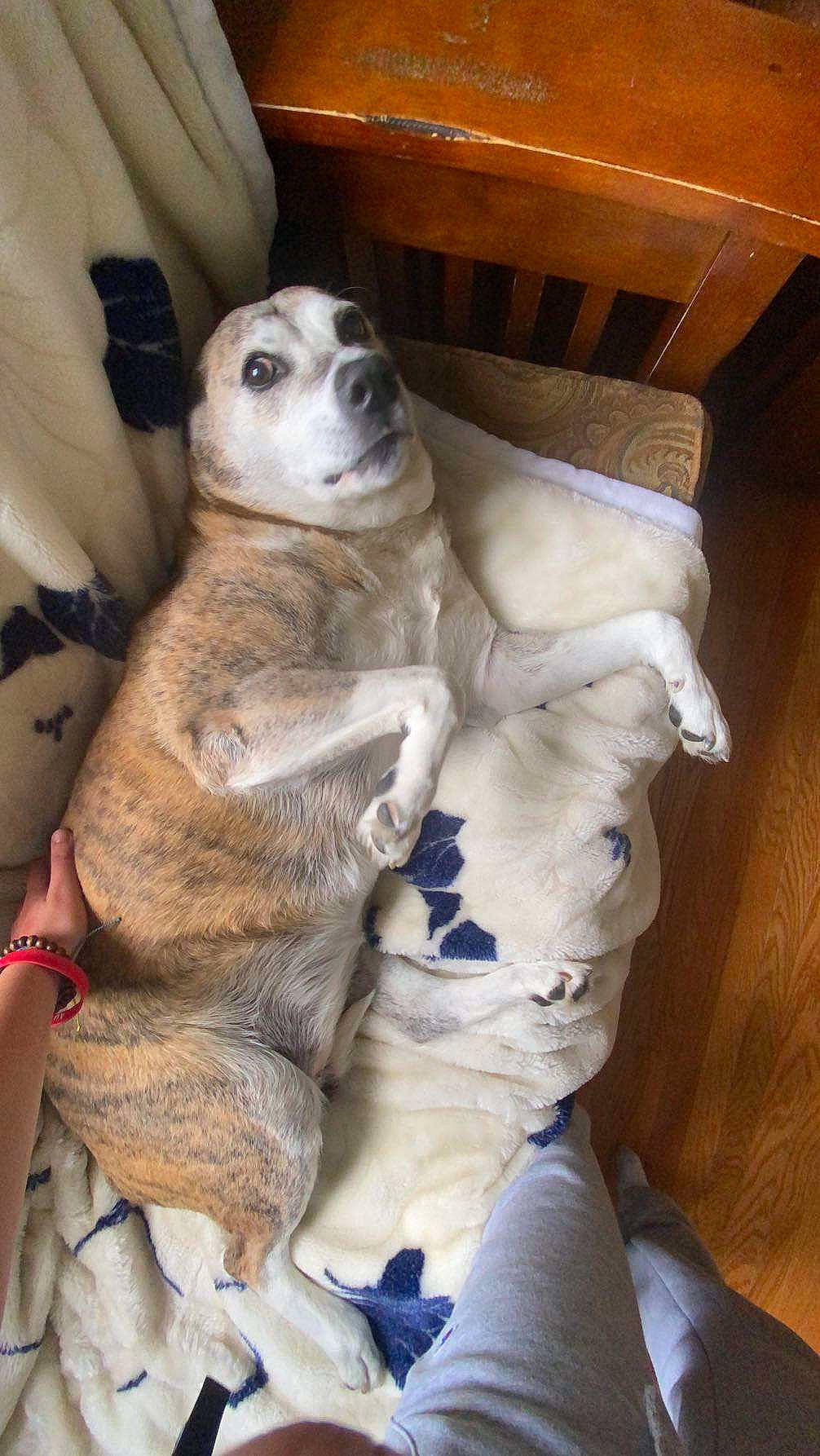 Sarah is registered to the contest to win money with this photo: animal, blanket, canine, chair, couch, cushion, dog, face, furniture, head, homedecor, hound, husky, indoors, person, pet, photography, portrait, puppy, wood