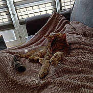 Mayia a rejoint le concours — aidez-le/la à gagner de superbes lots ! animal, blanket, blinds, cat, comfort, couch, cozy, daylight, feline, fur, home, indoor, knit, paw, pet, relaxation, resting, sleeping, tail, window