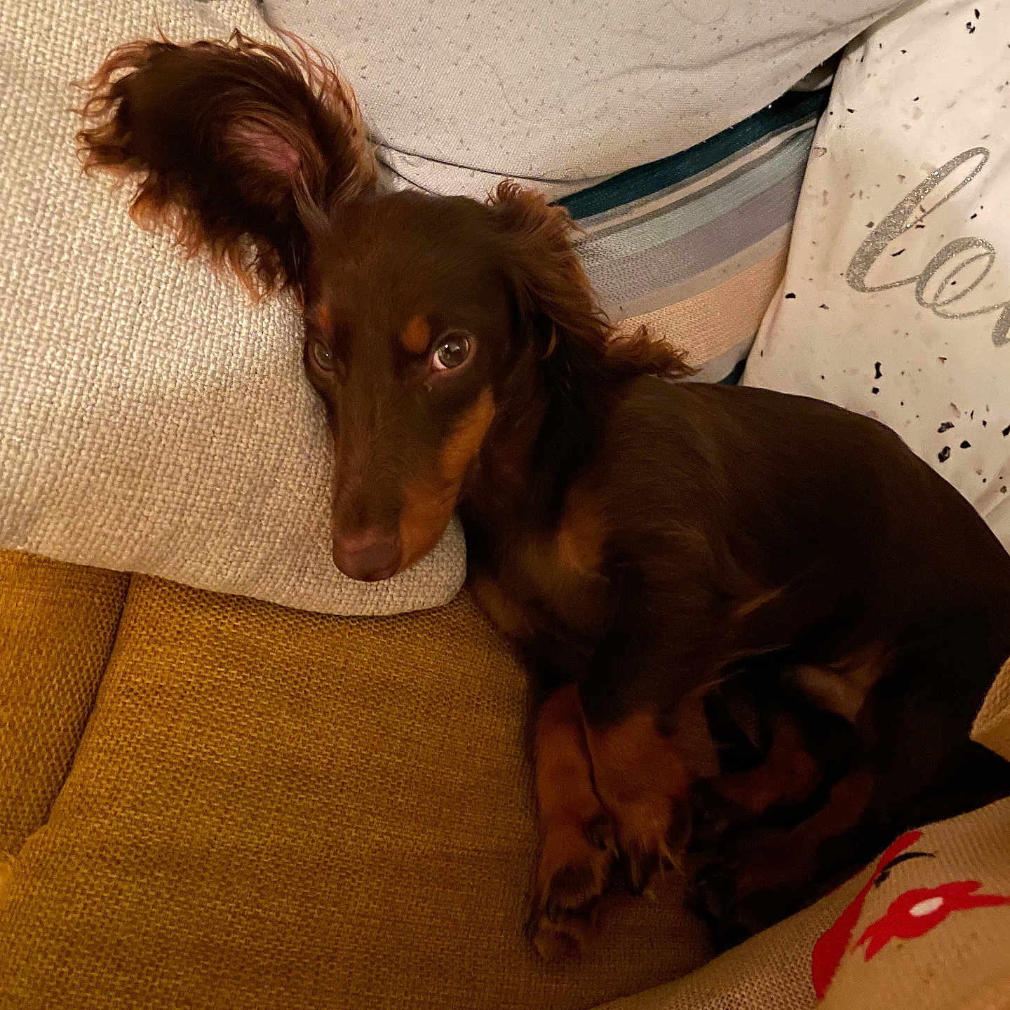 Viny Sky participe au concours pour gagner de l'argent avec cette photo : animal, architecture, armchair, building, canine, chair, cockerspaniel, couch, cushion, dog, furniture, homedecor, hound, indoors, linen, livingroom, pet, pointer, puppy, room