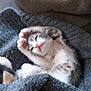 adorable, blanket, cat, cozy, cute, feline, fur, gray, indoor, kitten, paw, pet, pink_nose, relaxed, resting, sleepy, small, stretching, whiskers, young