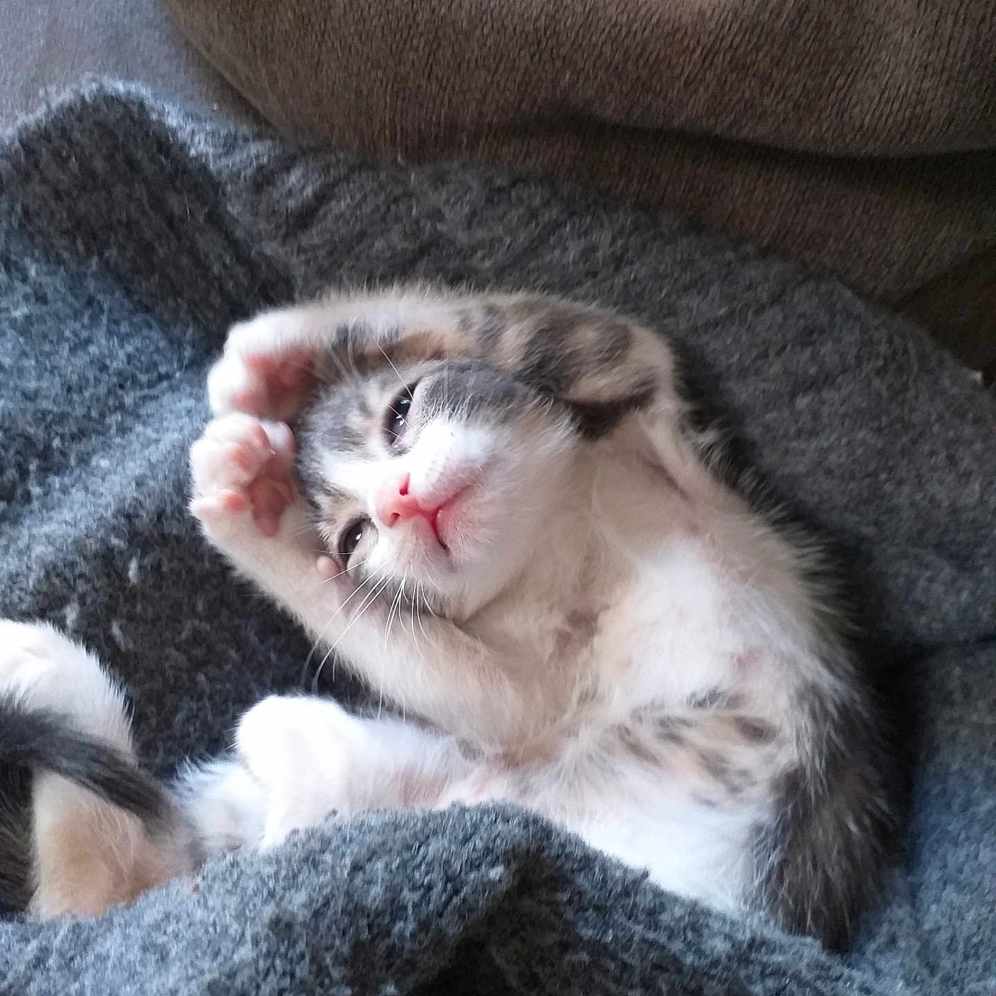 Pepper participe au concours pour gagner de l'argent avec cette photo : adorable, blanket, cat, cozy, cute, feline, fur, gray, indoor, kitten, paw, pet, pink_nose, relaxed, resting, sleepy, small, stretching, whiskers, young