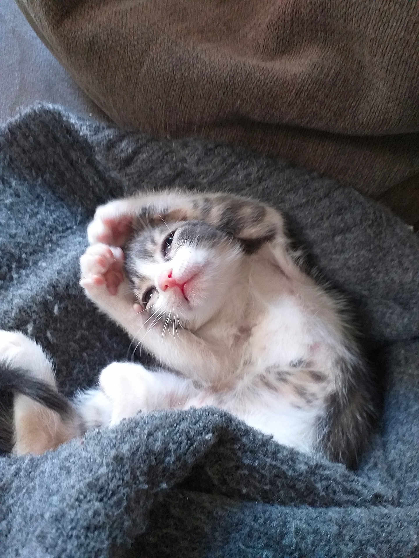 Pepper participe au concours pour gagner de l'argent avec cette photo : adorable, blanket, cat, cozy, cute, feline, fur, gray, indoor, kitten, paw, pet, pink_nose, relaxed, resting, sleepy, small, stretching, whiskers, young