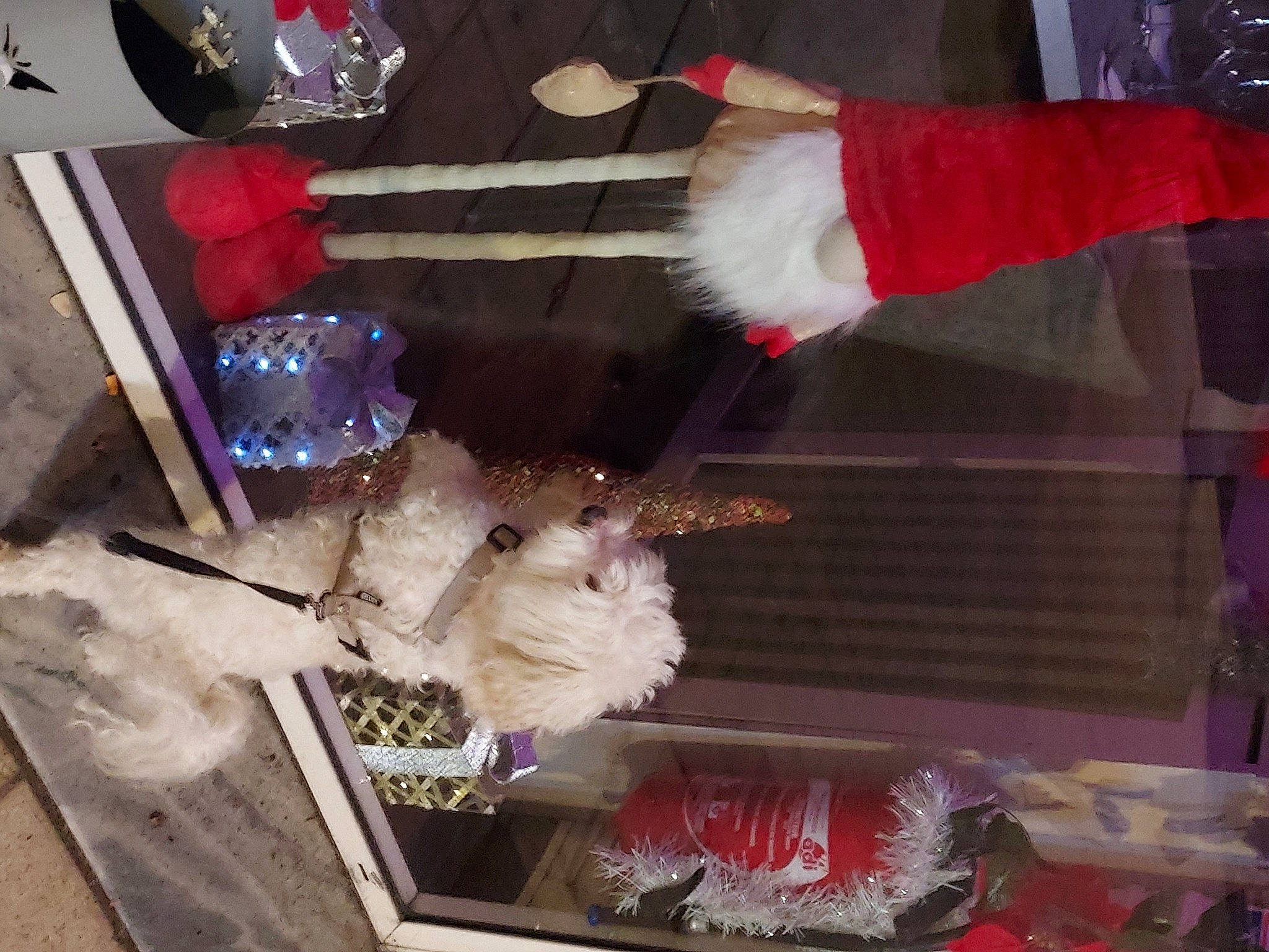 Iouki a rejoint le concours — aidez-le/la à gagner de superbes lots ! canidae, carmine, christmas, companion_dog, event, flesh, flooring, fur, gas, holiday, red, room, small_to_medium_sized_cats, sporting_group, tail