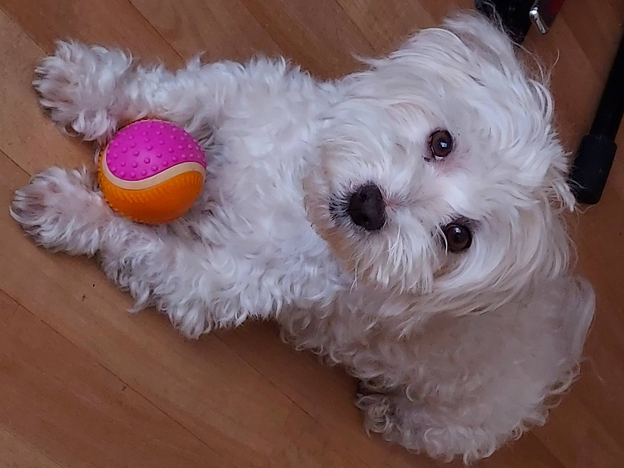 Iouki a rejoint le concours — aidez-le/la à gagner de superbes lots ! bow_tie, canidae, carnivore, companion_dog, couch, dog, dog_breed, dog_supply, fawn, fur, pet_supply, plush, small_terrier, snout, sporting_group, stuffed_toy, terrier, toy, toy_dog, working_animal