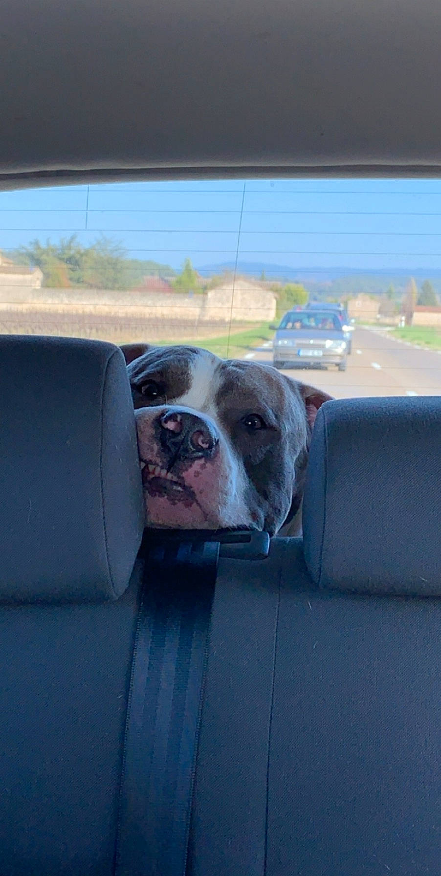Marvel participe au concours pour gagner de l'argent avec cette photo : american_bulldog, australian_bulldog, boston_terrier, boxer, bulldog, canidae, car, carnivore, companion_dog, dog, dog_breed, fawn, non_sporting_group, old_english_bulldog, olde_english_bulldogge, puppy, snout, sporting_group, valley_bulldog, vehicle