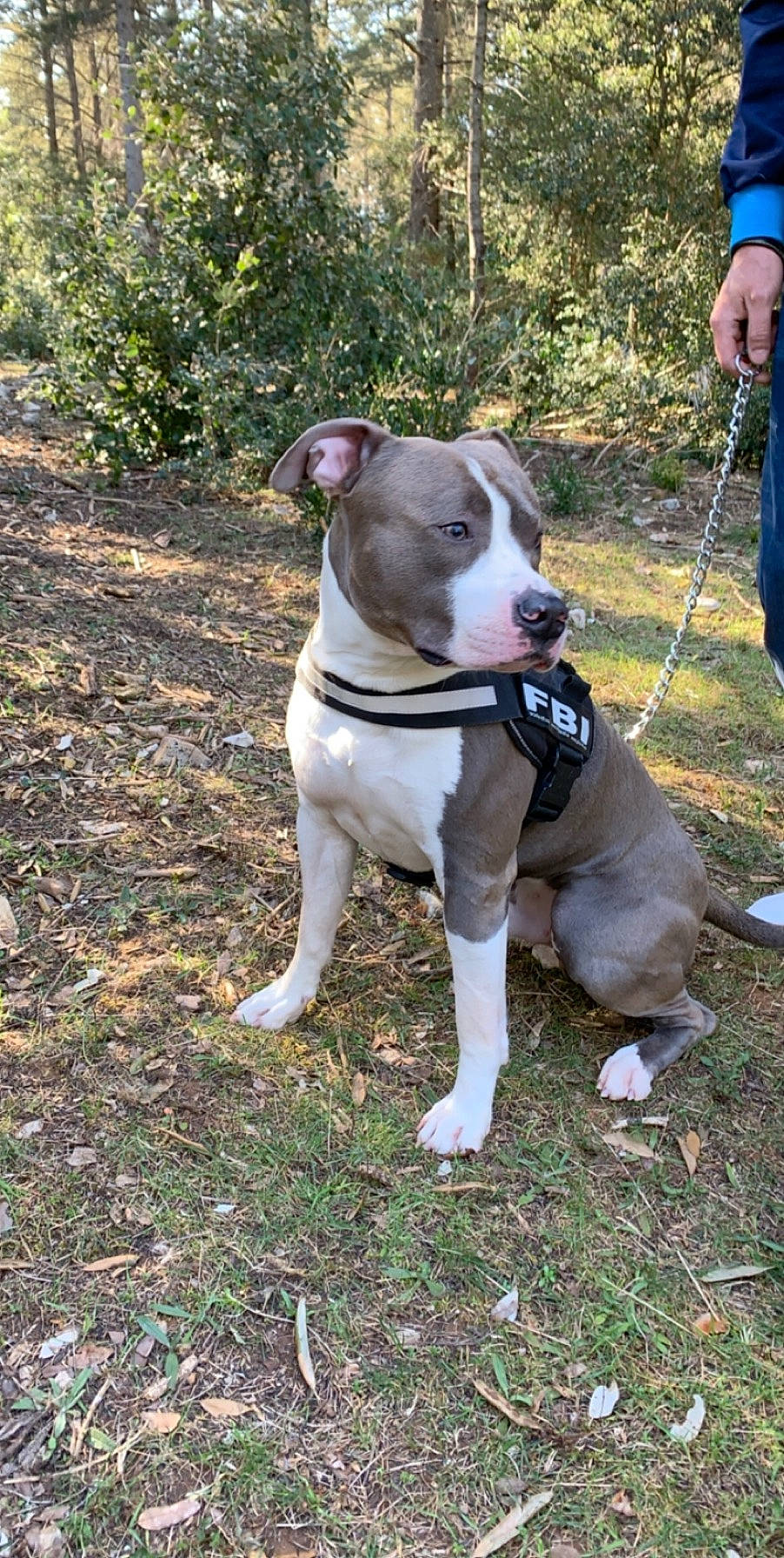 Marvel a rejoint le concours — aidez-le/la à gagner de superbes lots ! adventure, american_bulldog, american_pit_bull_terrier, american_staffordshire_terrier, bull_and_terrier, canidae, carnivore, collar, dog, dog_breed, fawn, mammal, non_sporting_group, pit_bull, rare_breed_dog, snout, sporting_group, terrier, vertebrate