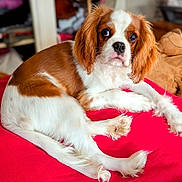 Appy participe au concours pour gagner de l'argent avec cette photo : dog, brown_and_white, cavalier_king_charles_spaniel, pet, indoor, red_cushion, plush_toy, fur, relaxed, laying_down, close_up, looking_at_camera, soft_lighting, cozy, companion, animal, cute, young_dog, domestic_animal, portrait