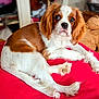 dog, brown_and_white, cavalier_king_charles_spaniel, pet, indoor, red_cushion, plush_toy, fur, relaxed, laying_down, close_up, looking_at_camera, soft_lighting, cozy, companion, animal, cute, young_dog, domestic_animal, portrait