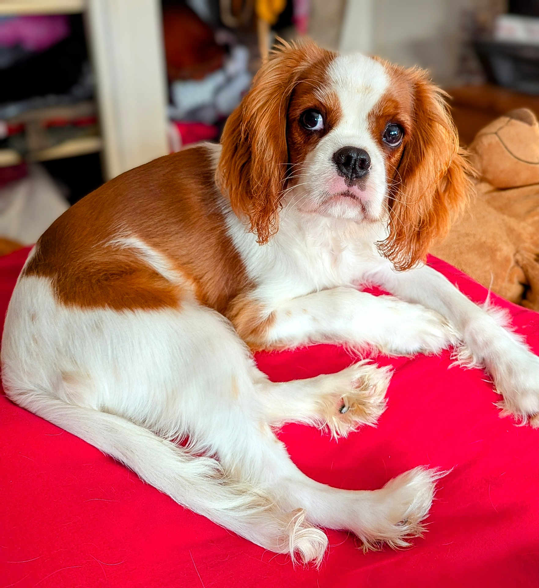 Appy participe au concours pour gagner de l'argent avec cette photo : dog, brown_and_white, cavalier_king_charles_spaniel, pet, indoor, red_cushion, plush_toy, fur, relaxed, laying_down, close_up, looking_at_camera, soft_lighting, cozy, companion, animal, cute, young_dog, domestic_animal, portrait