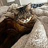 Cici is registered to the contest to win money with this photo: animal, bed, blanket, cat, closeup, comfort, cozy, cute, domestic, feline, fluffy, fur, indoor, mammal, pet, portrait, relaxed, resting, sleepy, tabby