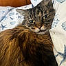 animal, bed, bedding, cat, close_up, cozy, cute, ears, face, fur, green_eyes, indoor, long_hair, pet, relaxed, resting, seashell_pattern, sleepy, tabby, whiskers