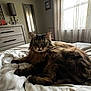 Cici is registered to the contest to win money with this photo: cat, tabby, fluffy, bedroom, blanket, drapes, lamp, dresser, furniture, window, cozy, indoor, pet, fur, relaxed, domestic, curtains, resting, daylight, home