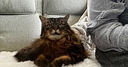 Cici is registered to the contest to win money with this photo: blanket, cat, companion, couch, cozy, curtains, fluffy, fur, furniture, gray, home, indoor, looking, person, pet, relaxing, sleeve, soft, tabby, white_surface