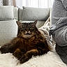 Cici is registered to the contest to win money with this photo: blanket, cat, companion, couch, cozy, curtains, fluffy, fur, furniture, gray, home, indoor, looking, person, pet, relaxing, sleeve, soft, tabby, white_surface