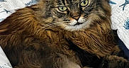 Cici is registered to the contest to win money with this photo: bed, blanket, cat, close_up, comfortable, domestic_animal, ears, feline, fluffy, fur, green_eyes, indoor, laying_down, pet, relaxed, resting, seashell_pattern, tabby, tail, whiskers
