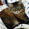 bed, blanket, cat, close_up, comfortable, domestic_animal, ears, feline, fluffy, fur, green_eyes, indoor, laying_down, pet, relaxed, resting, seashell_pattern, tabby, tail, whiskers