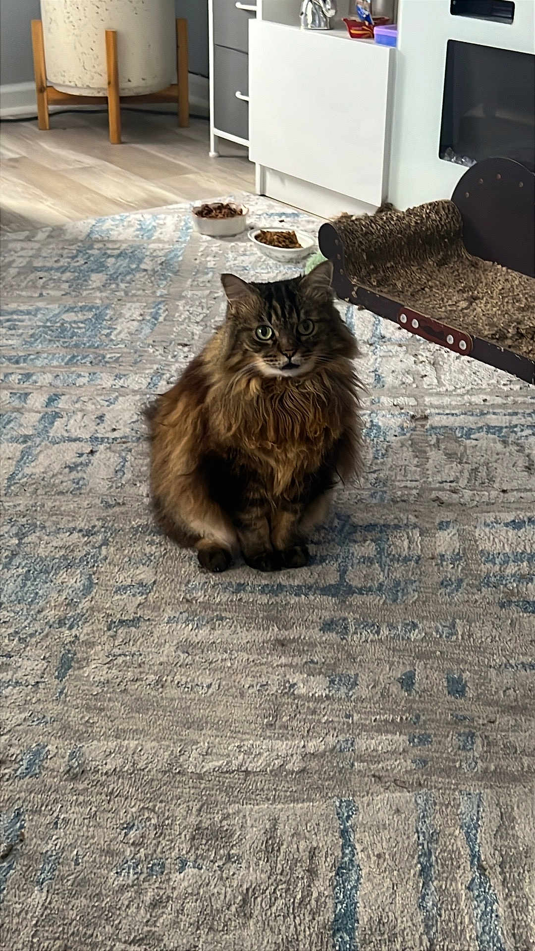 Cici joined the competition — help win amazing prizes! cat, long_hair, fluffy, sitting, carpet, indoor, food_bowl, cat_scratch, furniture, home, pet, animal, curious, brown, black, green_eyes, cozy, domestic, feline, living_room