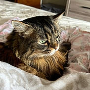 Cici is registered to the contest to win money with this photo: cat, tabby, green_eyes, fluffy, bedroom, blanket, pillow, wooden_door, dresser, indoor, pet, fur, relaxed, resting, cozy, feline, animal, soft_texture, home, contemplative