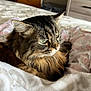 cat, tabby, green_eyes, fluffy, bedroom, blanket, pillow, wooden_door, dresser, indoor, pet, fur, relaxed, resting, cozy, feline, animal, soft_texture, home, contemplative