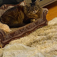 Cici joined the competition — help win amazing prizes! animal, carpet, cat, feline, fluffy, indoor, living_room, long_hair, lounging, ornate_chair, pet, portrait, royal, rug, sitting, tabby, throne, warm_lighting, wide_eyed, wood_floor