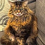 Cici joined the competition — help win amazing prizes! cat, fluffy, blep, couch, pillows, indoor, fur, tabby, pet, animal, whiskers, ears, sitting, cozy, home, feline, tongue_out, relaxed, cute, domestic_animal