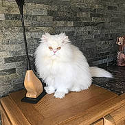 Popy participe au concours pour gagner de l'argent avec cette photo : cat, fluffy, white_cat, wooden_cabinet, stone_wall, indoor, pet, feline, sitting, animal, fur, tail, ears, face, eyes, whiskers, home_decor, ornament, statue, lamp